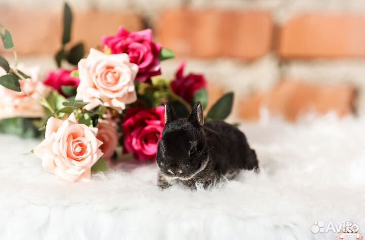 Декоративные крольчата из питомника