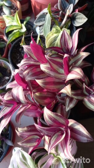 Традесканции