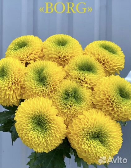 Хризантема шаровидная, букет хризантем, букет