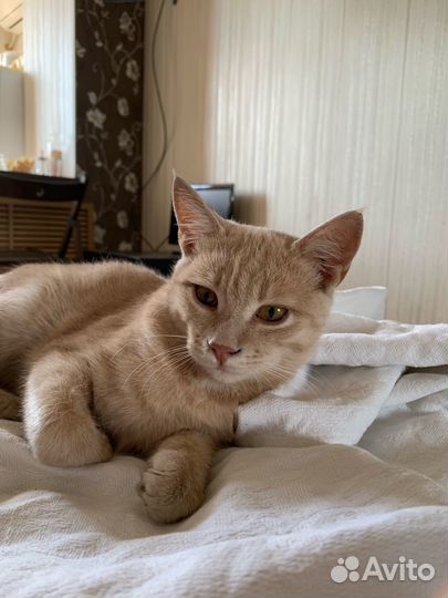 Кот