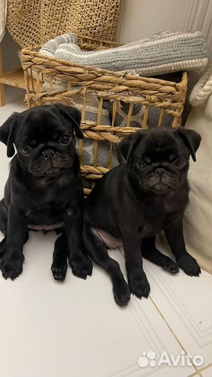 Щенки мопса