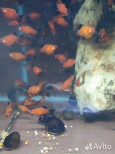 Рыбки пецилии красные черный хвост, магазин