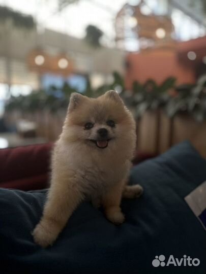 Приглашаем на вязку