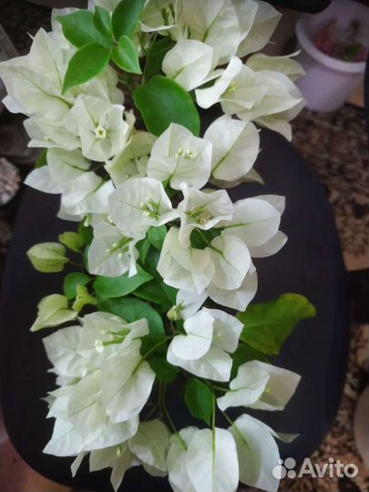 Бугенвиллия