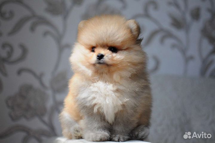 Щенки померанского шпица медвежьего типа