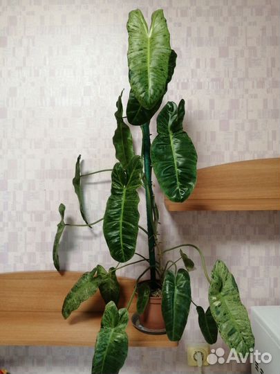 Филодендрон Paradiso Verde