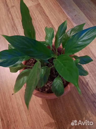 Комнатные цветы