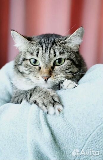 Кошка молодая бесплатно