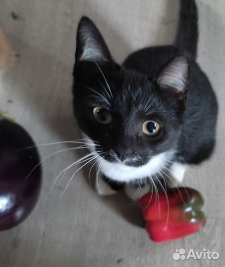 Кошки и коты в дар