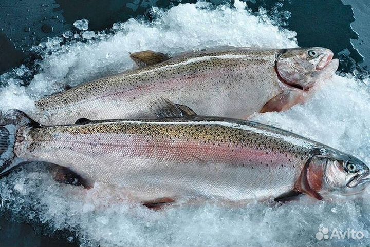 Форель порционная