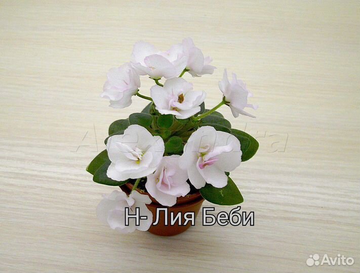 Фиалка мини