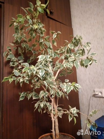 Фикус бенджамина