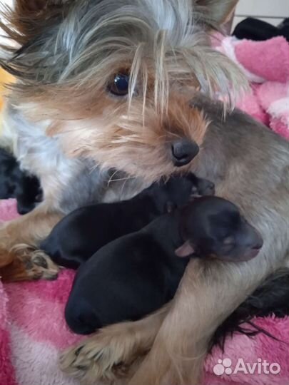 Йоркширский терьер мини