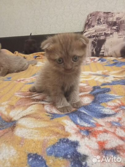 Шотландская