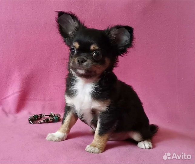 Чихуахуа мальчик