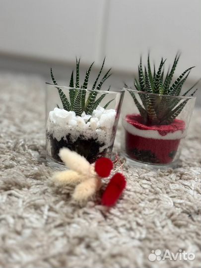 Флорариум мини