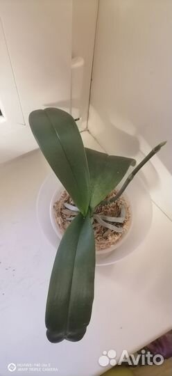 Орхидея фаленопсис дикий кот