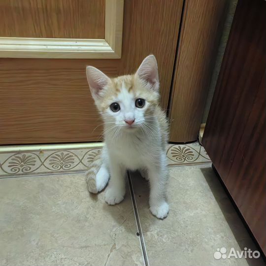 Котята в добрые руки девочка рыжая