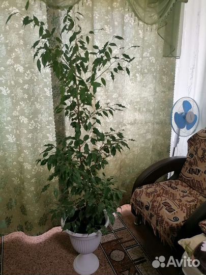 Фикус