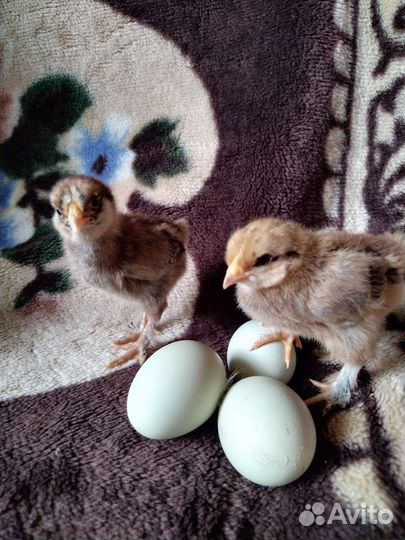 Яйцо индюшиное