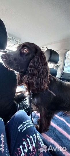 Услуги кинолога