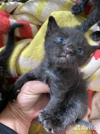 Котята бесплатно