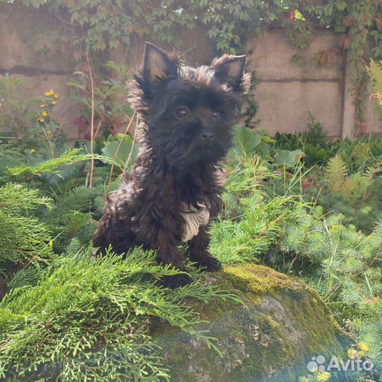 Черный йорк