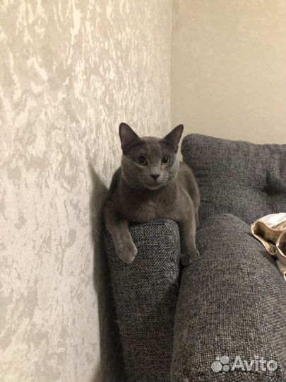 Кот для вязки русская голубая