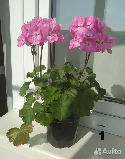 Герань / пеларгония зональная