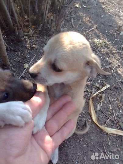 Щеночки от маленькой собаки