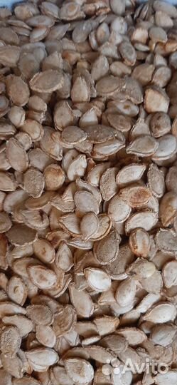 Тыква,семена жаба и мраморная и витамигка