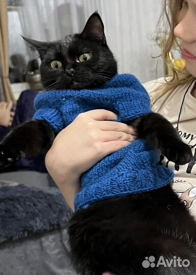 Одежда для маленькой породы