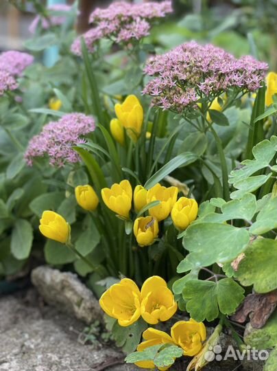 Штернбергия