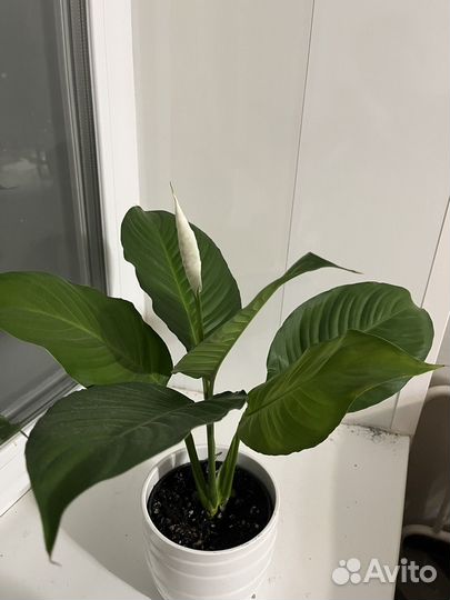 Спатифилум гигант,даймонд,королевский,Бенито