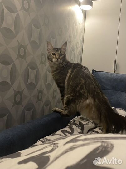 Вязка девочка