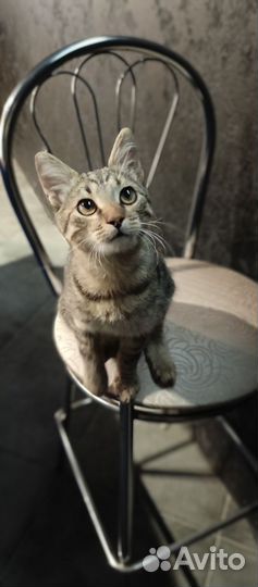 Кот липучка ищет дом