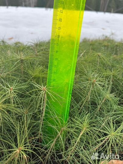 Саженцы зкс