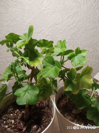 Пеларгония (герань) плющелистная