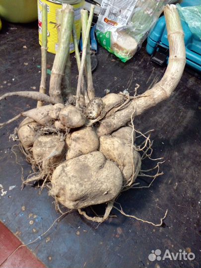 Георгины клубни