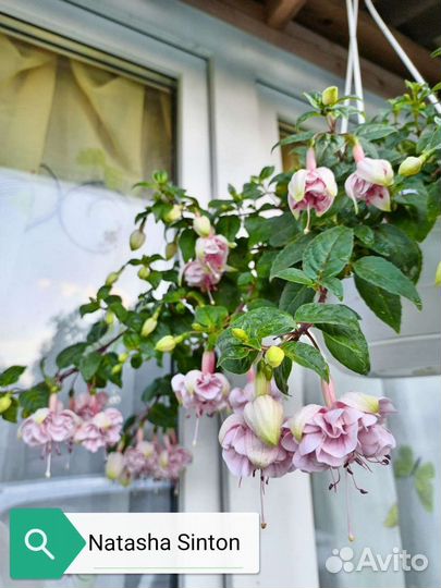 Фуксия сортовая