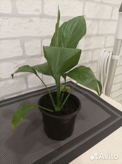 Спатифиллум