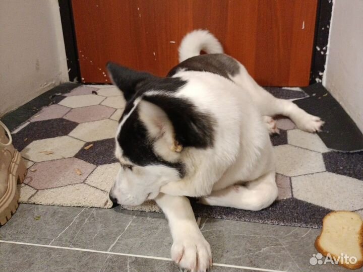 Собака в добрые руки отдам бесплатно