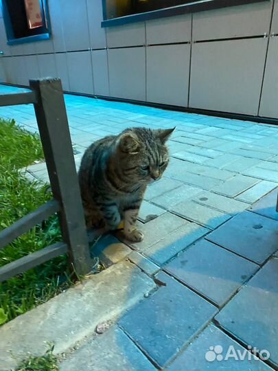 Кот в добрые руки