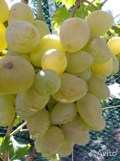 Виноград. монарх саженцы