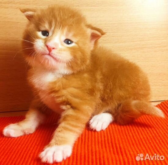 Котята Мейн Кун мальчики и девочка