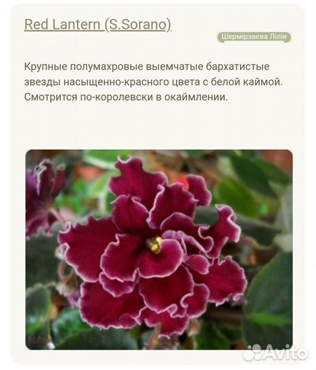 Детки сортовой фиалки