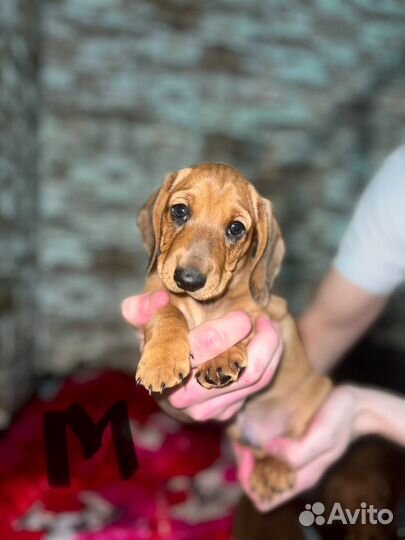 Щенки Таксы