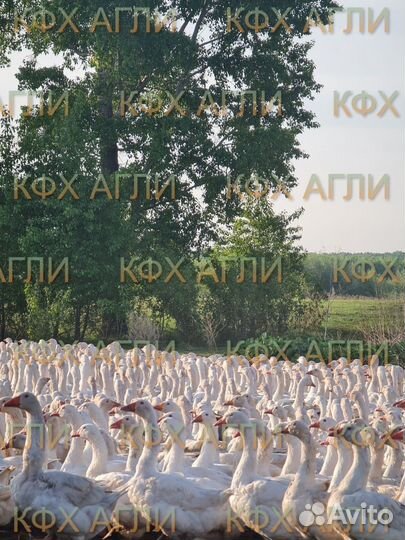 Гуси маточное поголовье,старки 3х летние Итальянки
