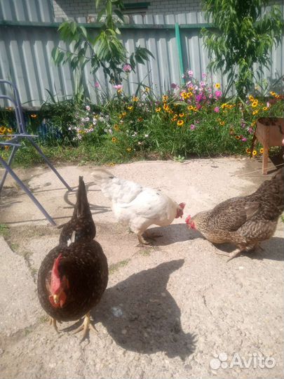 Курочки несушки