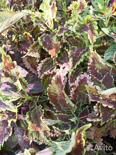 Колеусы вегетативные